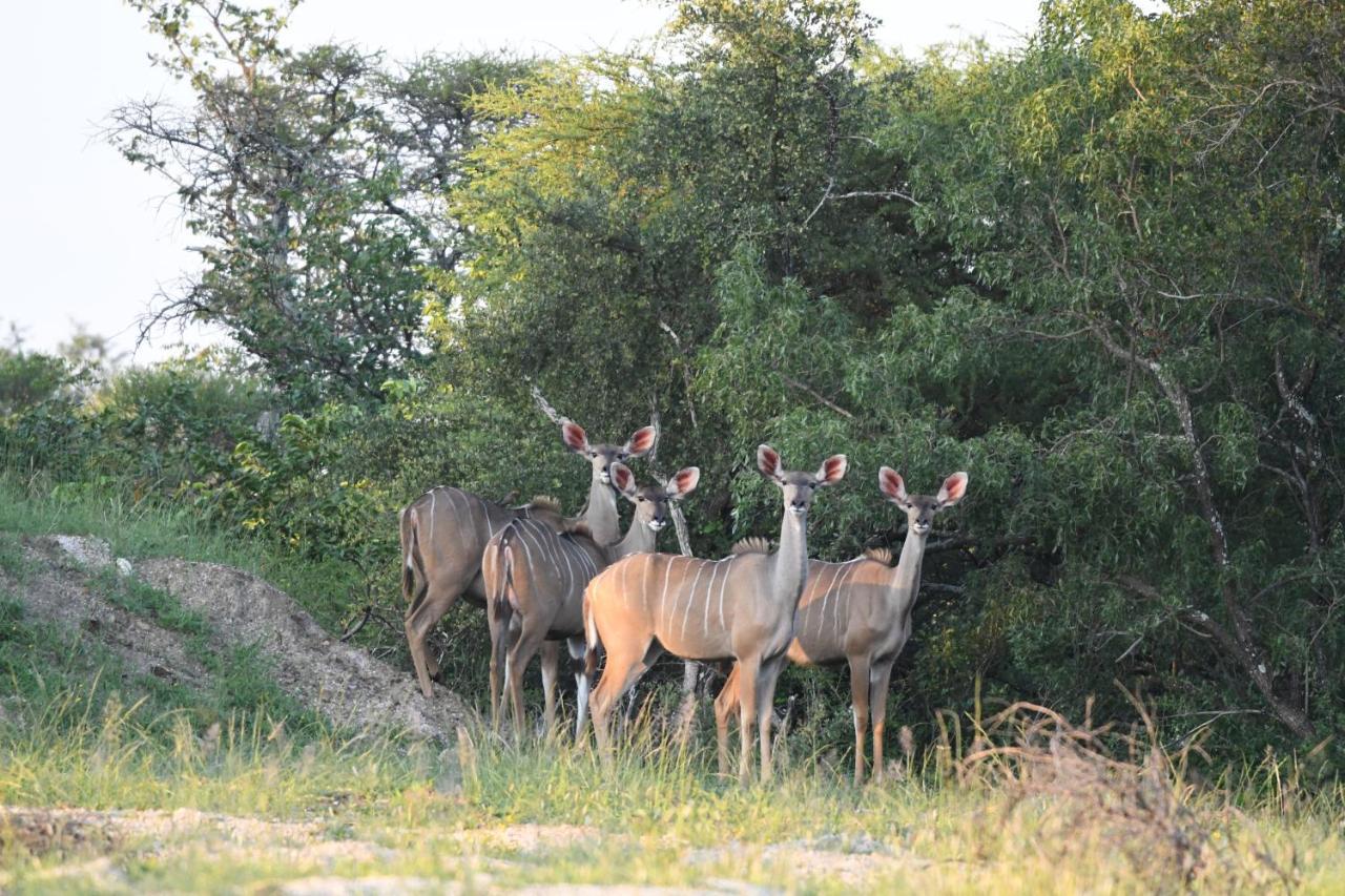 Ngangane Lodge & Reserve Francistown Kültér fotó
