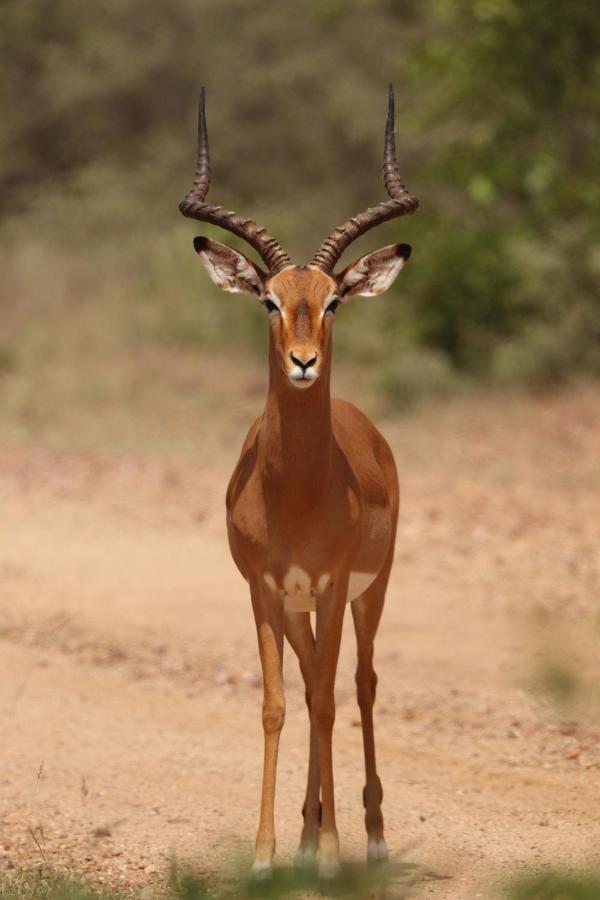 Ngangane Lodge & Reserve Francistown Kültér fotó
