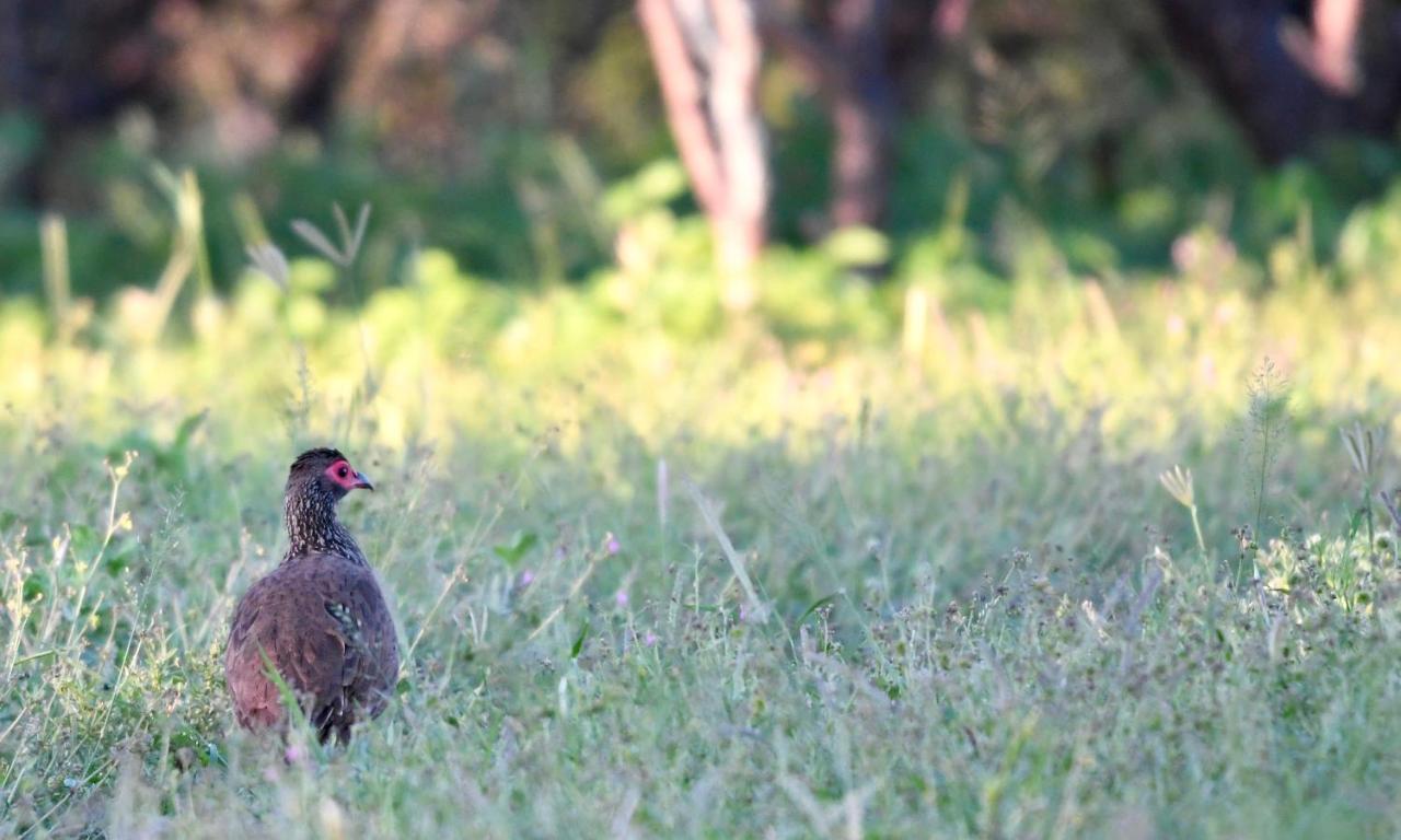 Ngangane Lodge & Reserve Francistown Kültér fotó