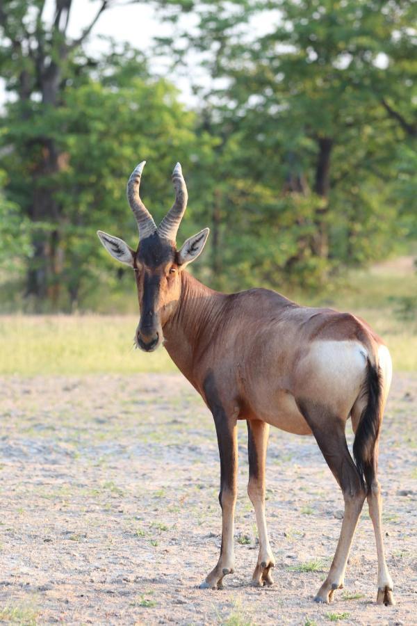 Ngangane Lodge & Reserve Francistown Kültér fotó
