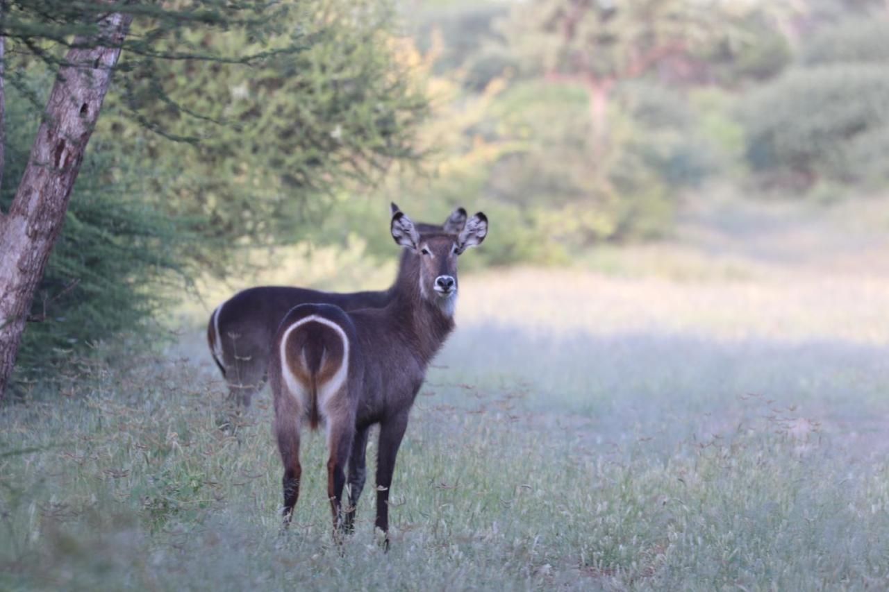 Ngangane Lodge & Reserve Francistown Kültér fotó