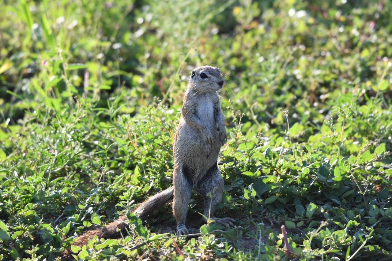 Ngangane Lodge & Reserve Francistown Kültér fotó