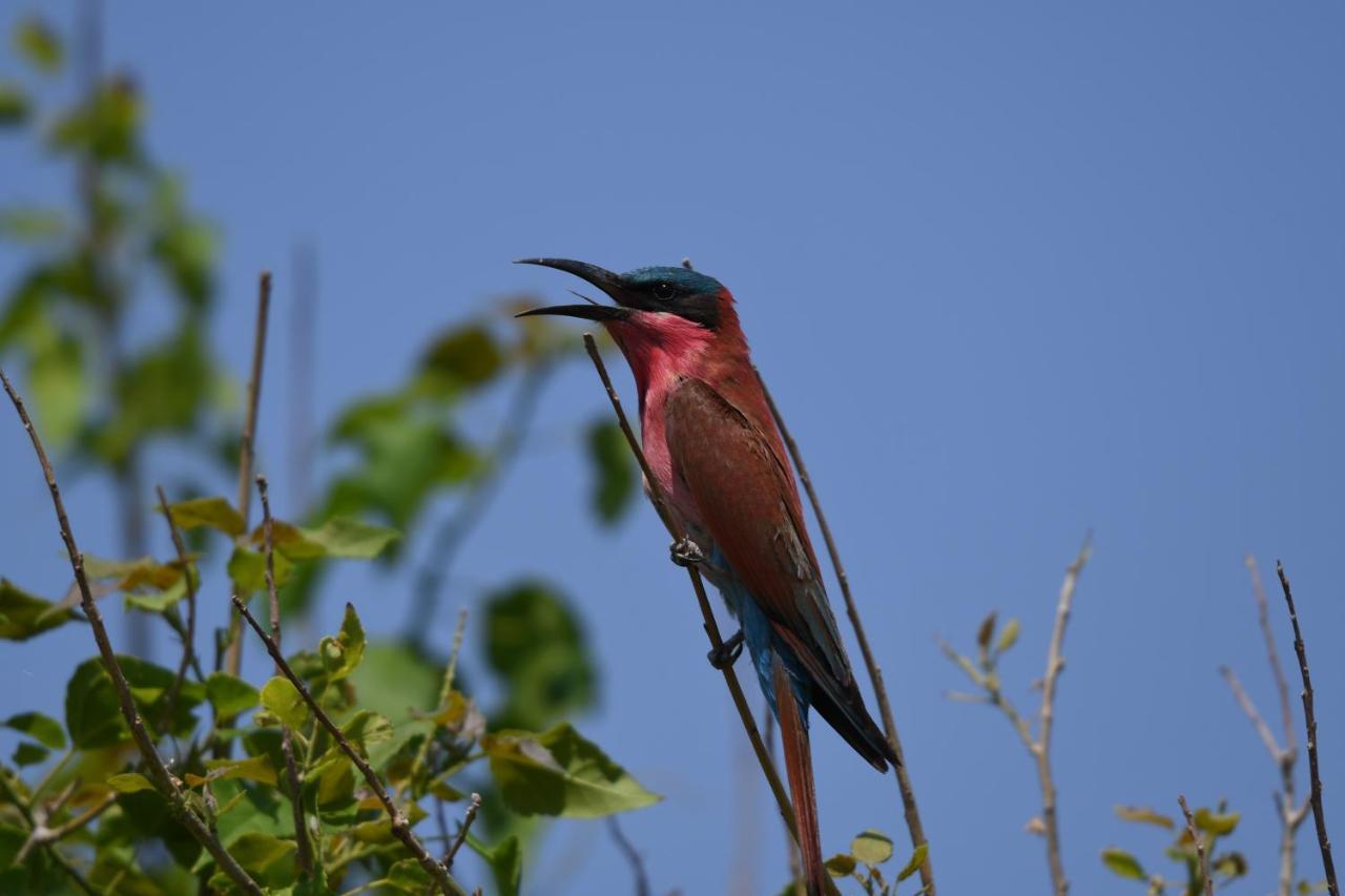 Ngangane Lodge & Reserve Francistown Kültér fotó