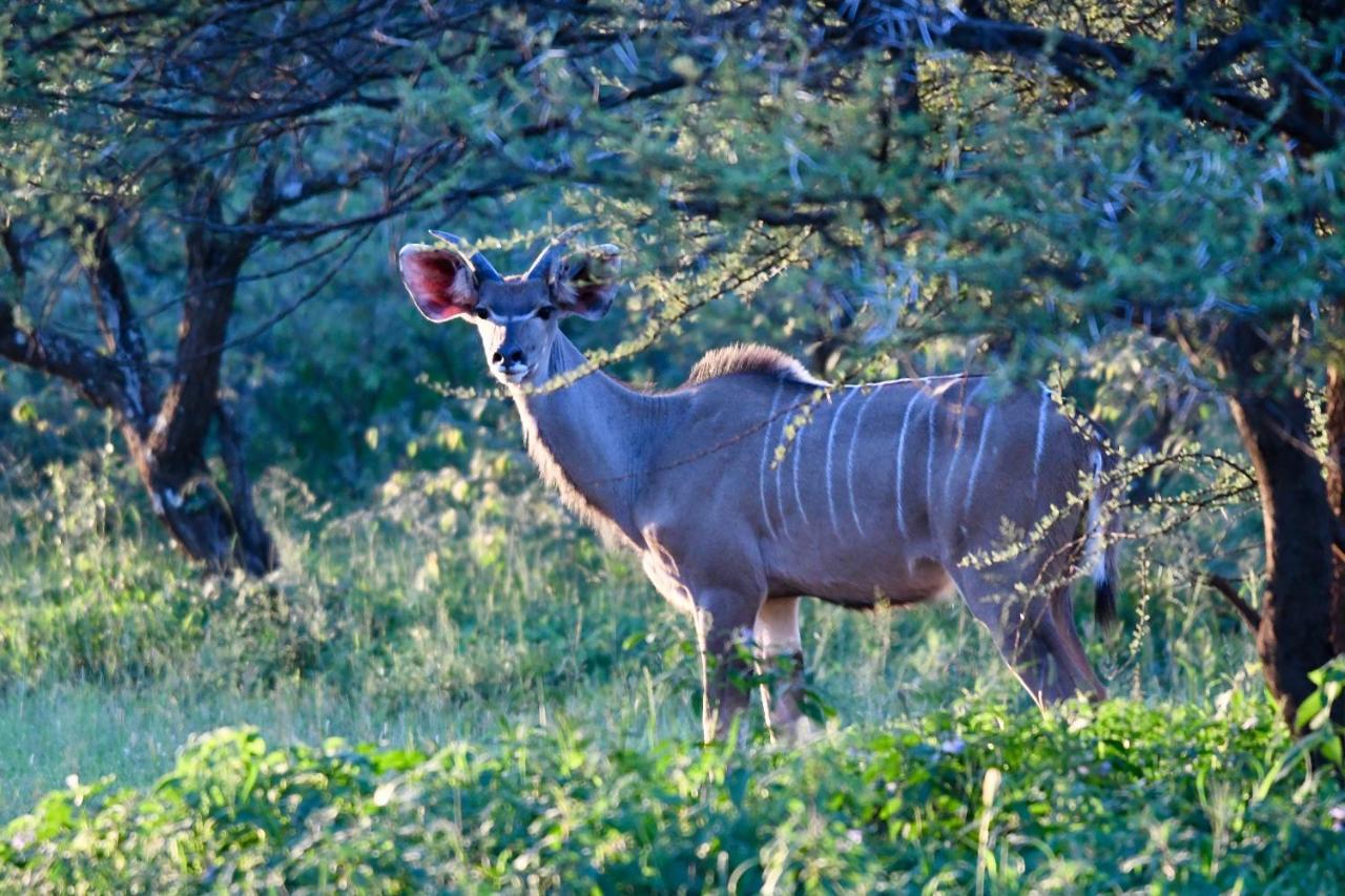 Ngangane Lodge & Reserve Francistown Kültér fotó